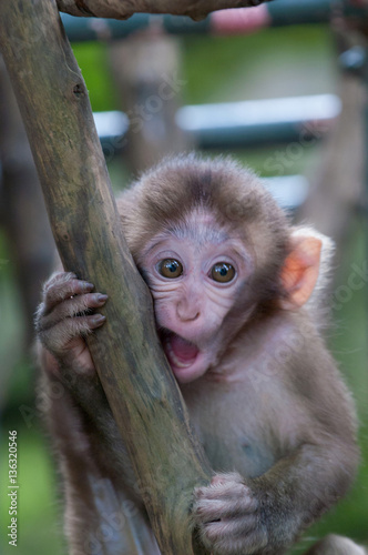 高崎山の子猿たち