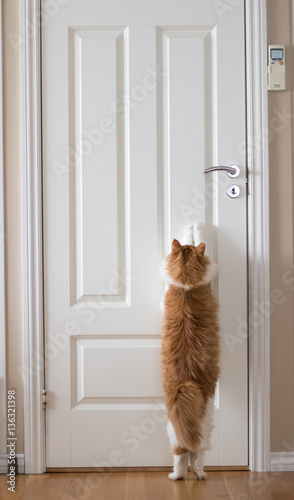Cat in stress