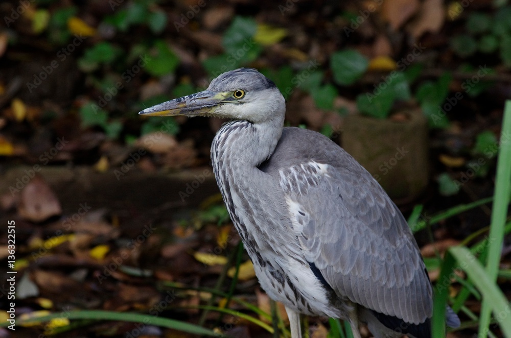 gray heron
gray heron