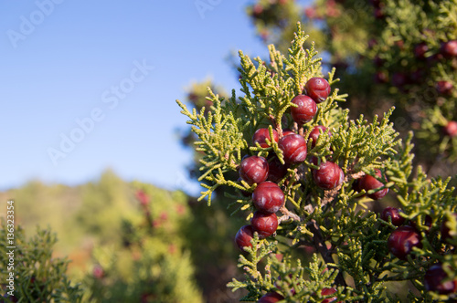 Phoenicean juniper, Arâr(Juniperus phoenicea)