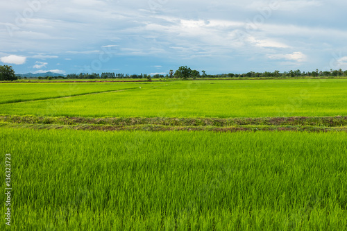 Rice Field in rainy season at Phetchaburi provinnce,Thailand