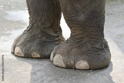 Canvas Print Image of a foot elephant.  Wild Animals.