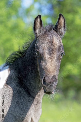 Portrait of cute, few week old Quarter Horse Foal at spring pasture.