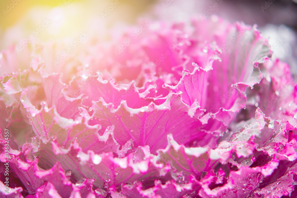 Closed up of Ornamental cabbage (Brassica oleracea) in the garden with sweet and soft light filter for background