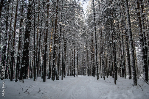 Зимний лес 