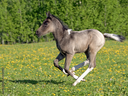 Grey Quarter Horse Foal galloping in spring pasture.