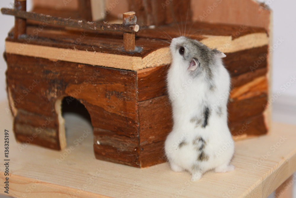 Obraz premium Criceto siberiano bianco e grigio che vuole salire sulla casetta in legno