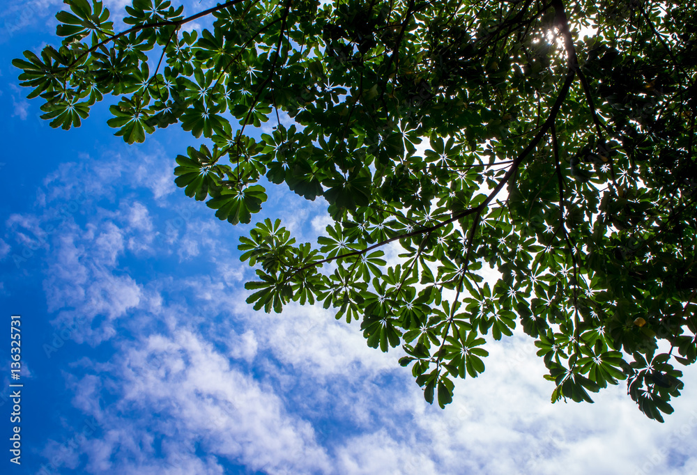 Fototapeta premium View up to the sky under the tree