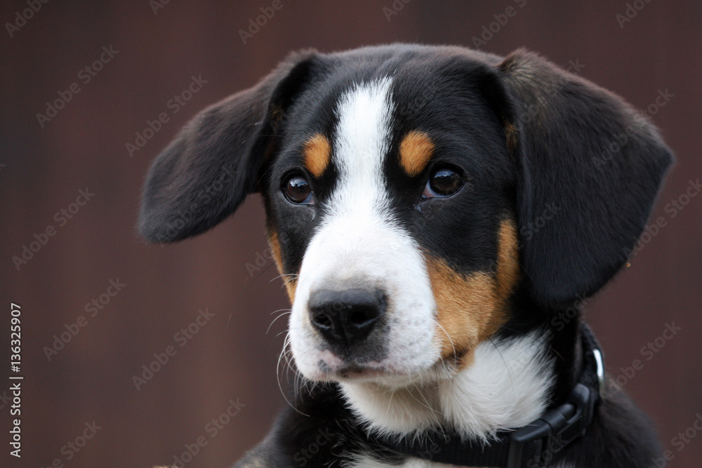 Entlebucher Sennenhund Welpe