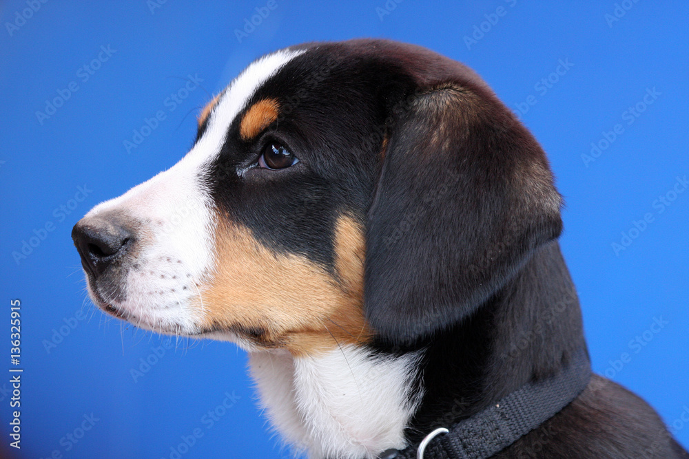 Hunde Portrait Hunde Portrait