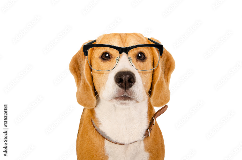 Portrait of a Beagle dog in glasses isolated on white background