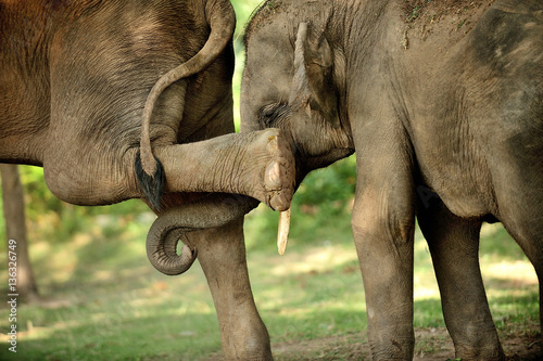 Photography asian elephant Joke play Kickers back