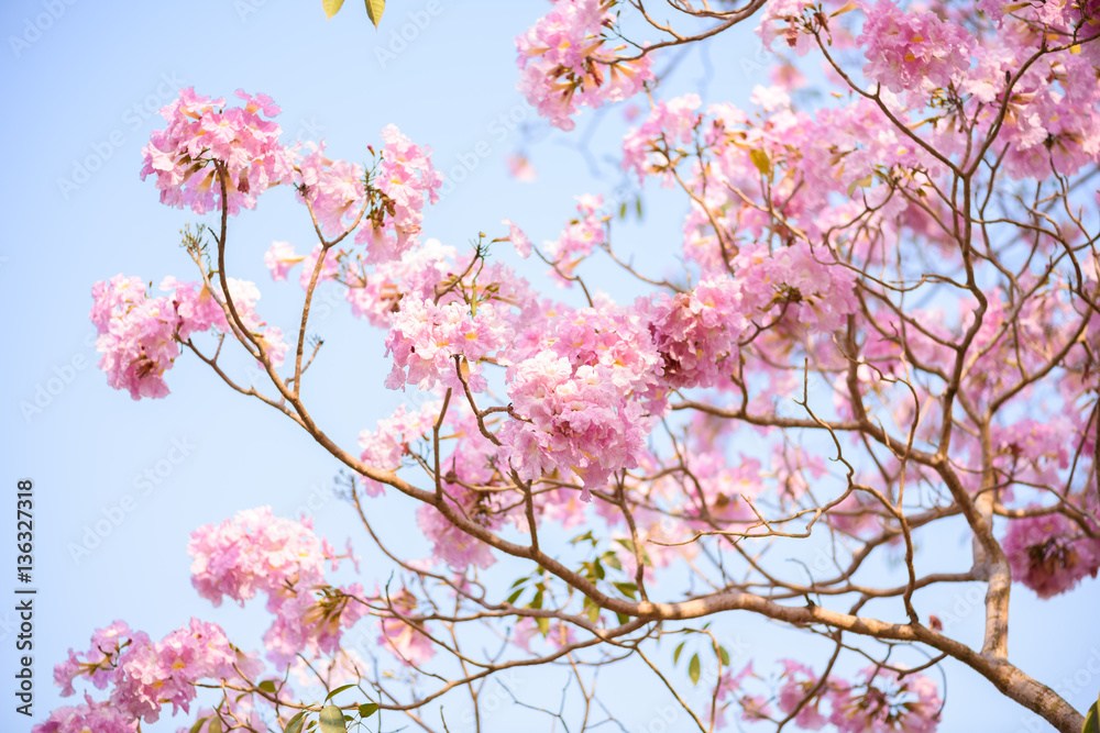 Tabebuia rosea is a Pink Flower neotropical tree and blue sky Tabebuia rosea is a Pink Flower neotropical tree and blue sky