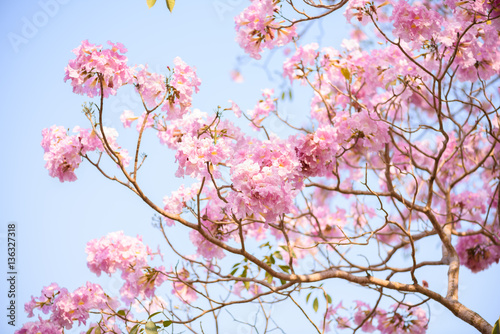 Tabebuia rosea is a Pink Flower neotropical tree and blue sky