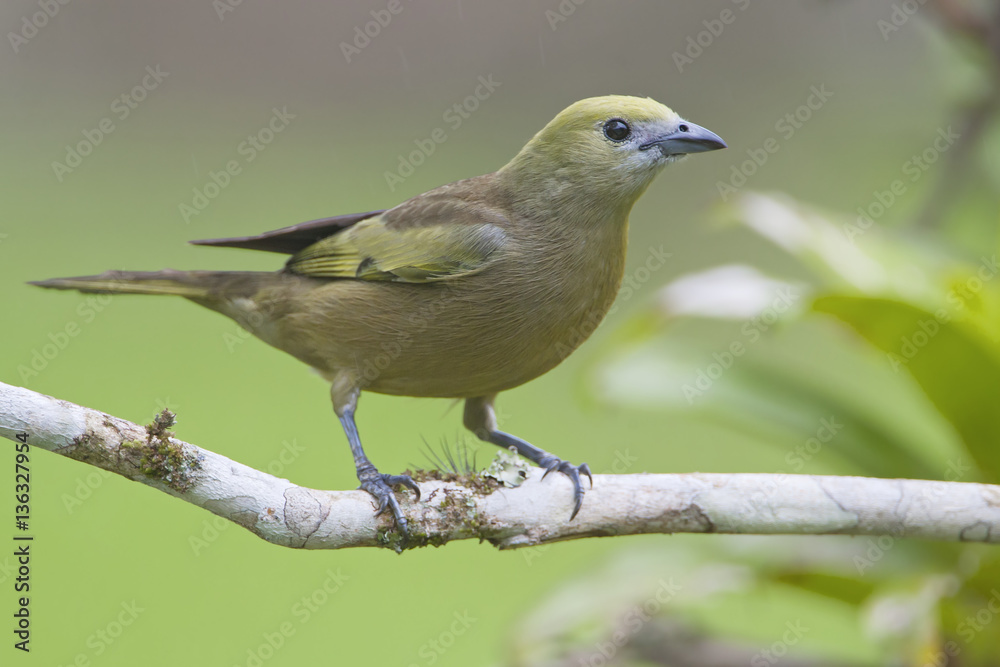 Palm tanager (Thraupis palmarum) on branch in garden, Palm tanager (Thraupis palmarum) on branch in garden,