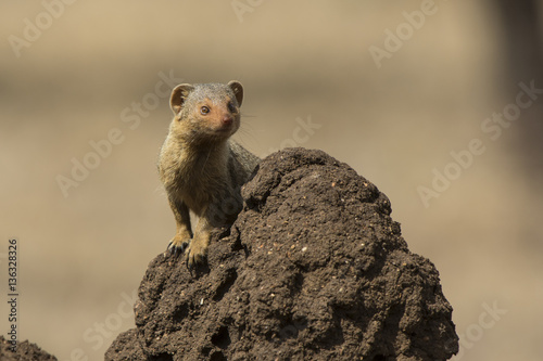 Dwarf Mongoose standing on a termite mound in which the animal b