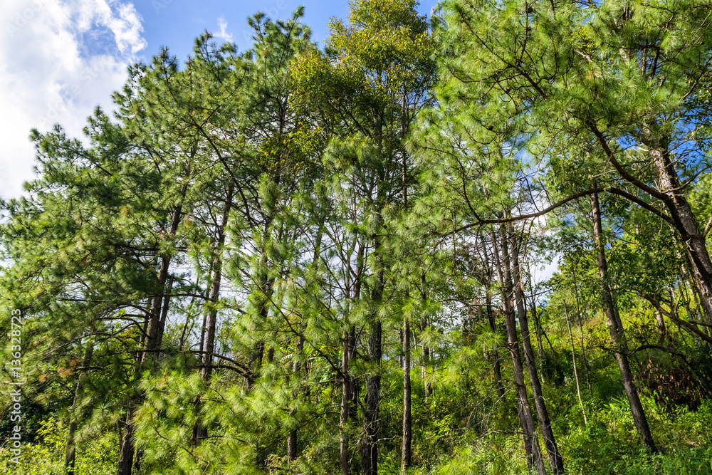 Pine tree beside the road on the mountain Pine tree beside the road on the mountain