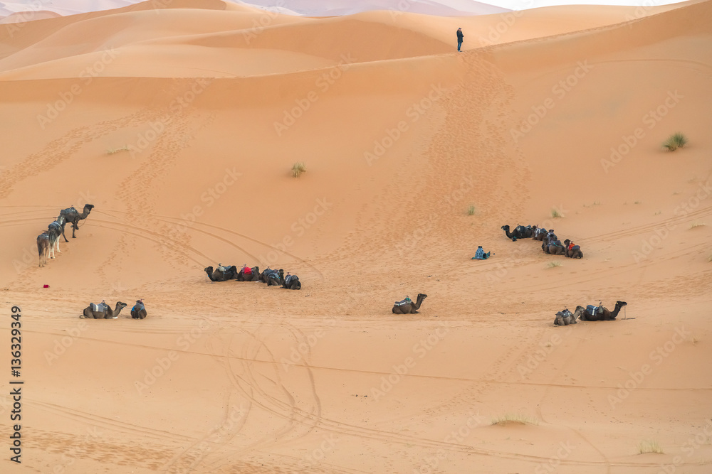 Obraz premium caravan in desert Sahara 