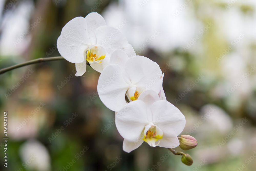 Closed up of Thai white vanda orchid in the garden Closed up of Thai white vanda orchid in the garden