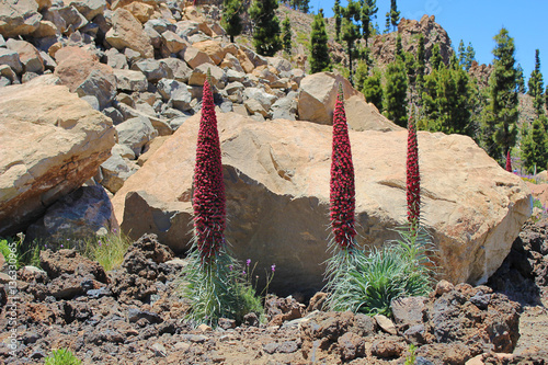 Tajinastes del Teide en primavera photo