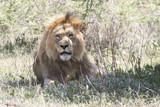 male African lion who is resting under a tree in the Ngorongoro