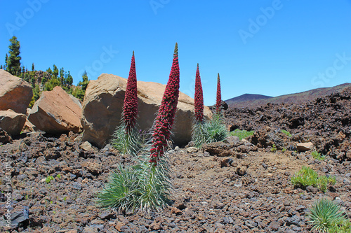 Tajinastes del Teide en primavera photo