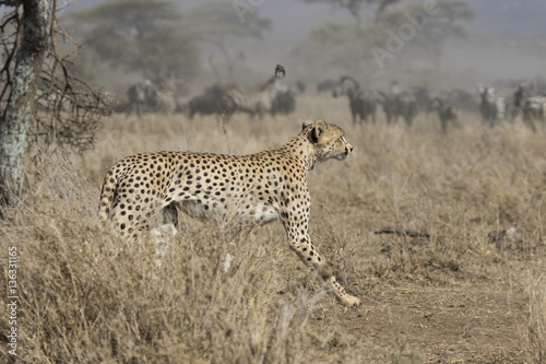 male cheetah running through bush savanna on background ungulate