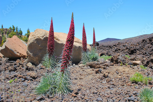 Tajinastes rojos del Teide photo