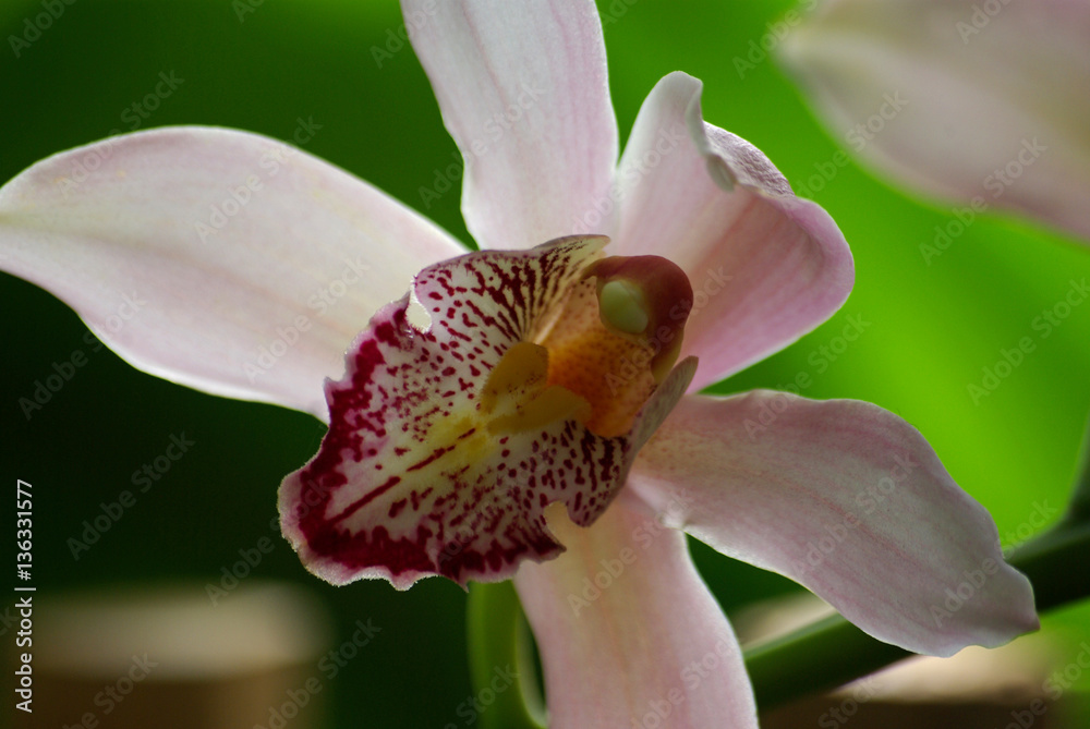 Orchidée à coeur violet Orchidée à coeur violet