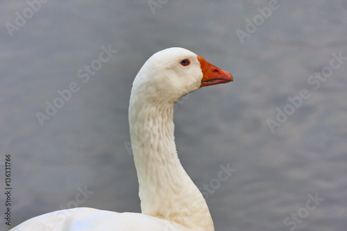 Portrait of a white gosling near the river