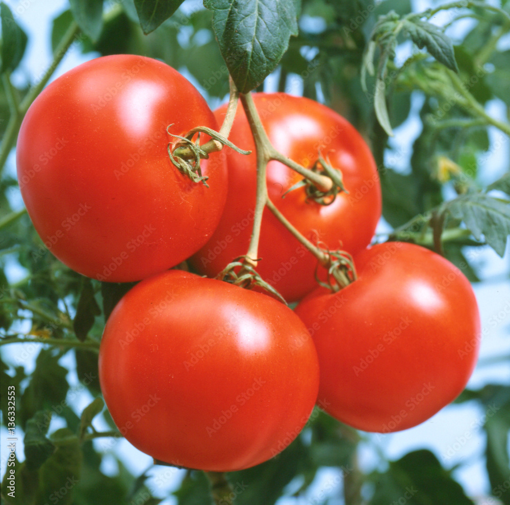 Red tomatoes ripening