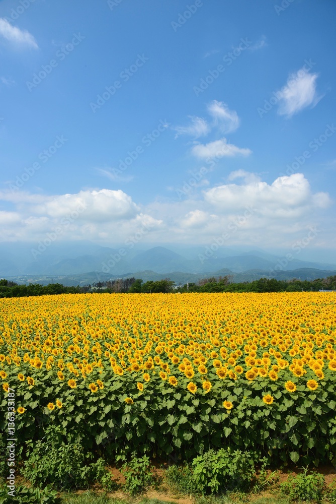 明野のひまわり畑 明野のひまわり畑