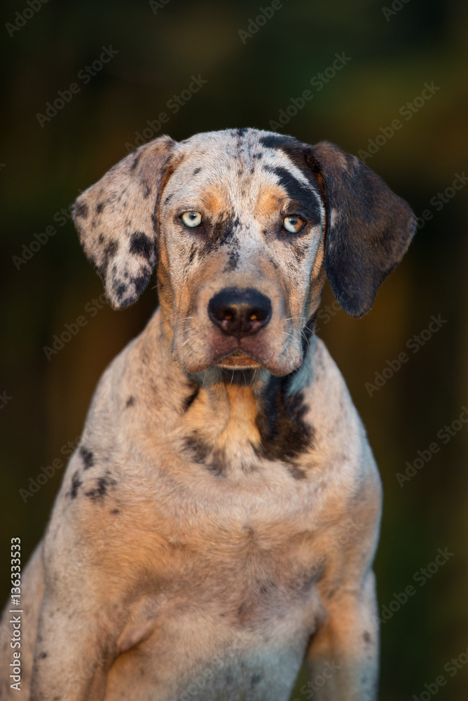 catahoula puppy portrait