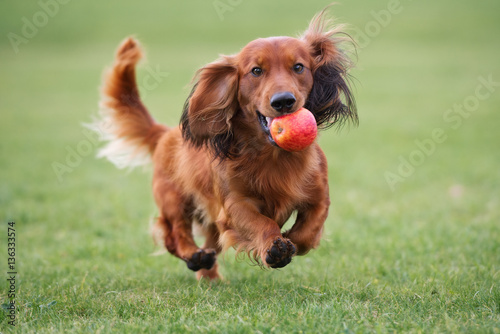 brown dachshund dog playing with an apple