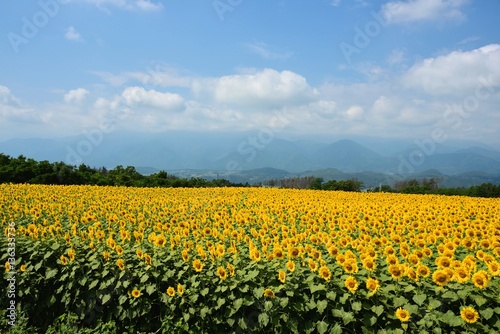 明野のひまわり畑