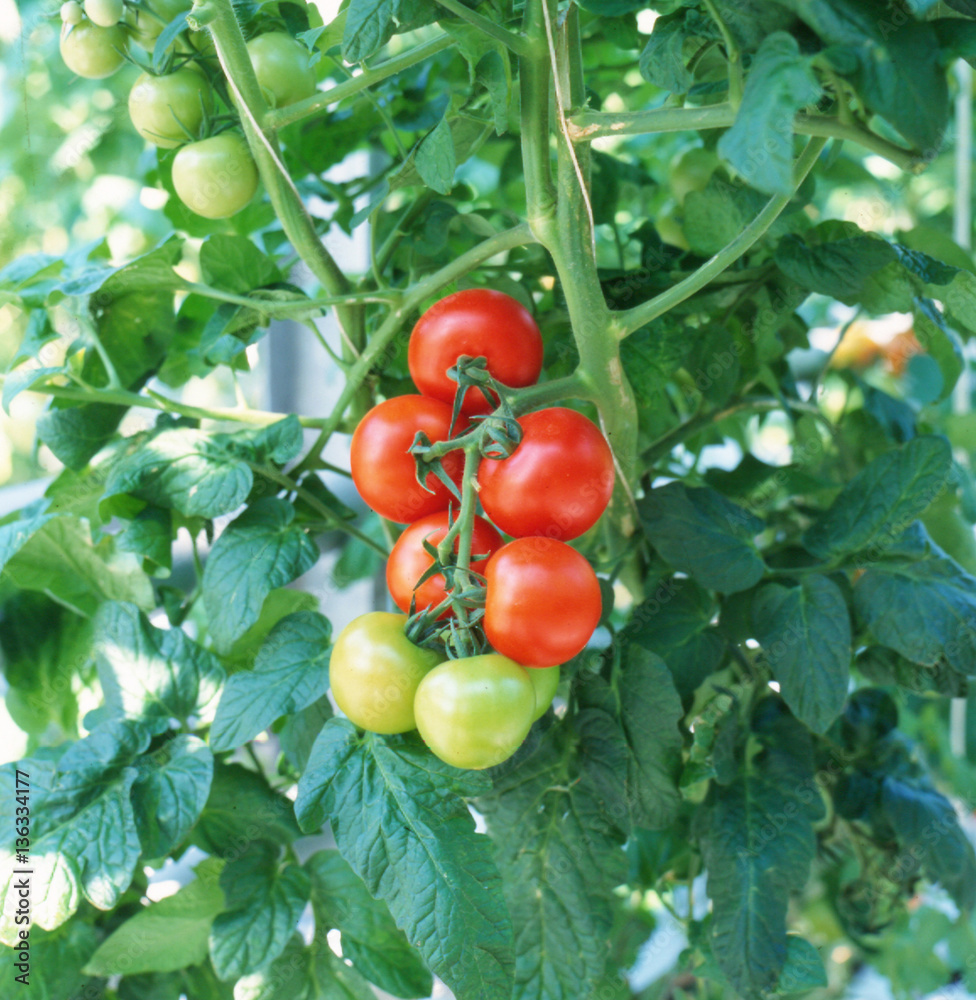 Red tomatoes ripening in a greenhouse Red tomatoes ripening in a greenhouse