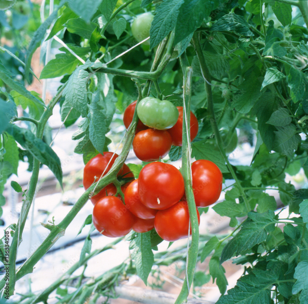 Red tomatoes ripening in a greenhouse