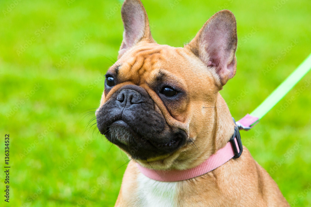 Portrait of beige french bulldog on exhibition for dog. Close up portrait of beautiful champion dog. Portrait of beige french bulldog on exhibition for dog. Close up portrait of beautiful champion dog.