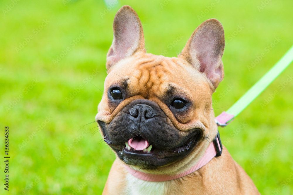 Portrait of beige french bulldog on exhibition for dog. Close up portrait of beautiful champion dog.