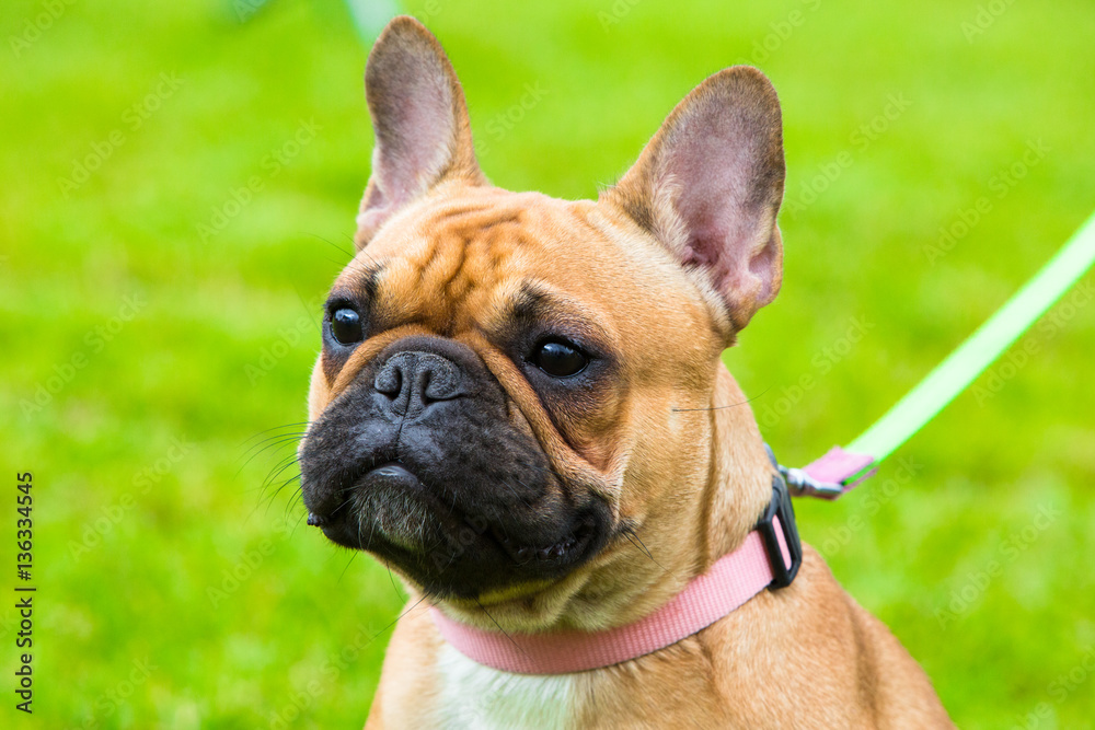 Portrait of beige french bulldog on exhibition for dog. Close up portrait of beautiful champion dog. Portrait of beige french bulldog on exhibition for dog. Close up portrait of beautiful champion dog.