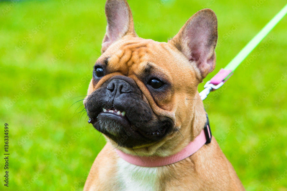 Portrait of beige french bulldog on exhibition for dog. Close up portrait of beautiful champion dog.