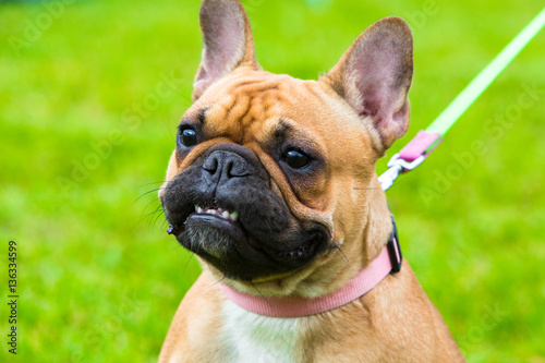 Fotografie Portrait of beige french bulldog on exhibition for dog