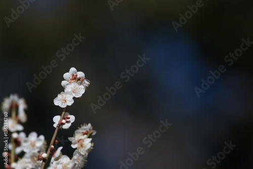 梅の花