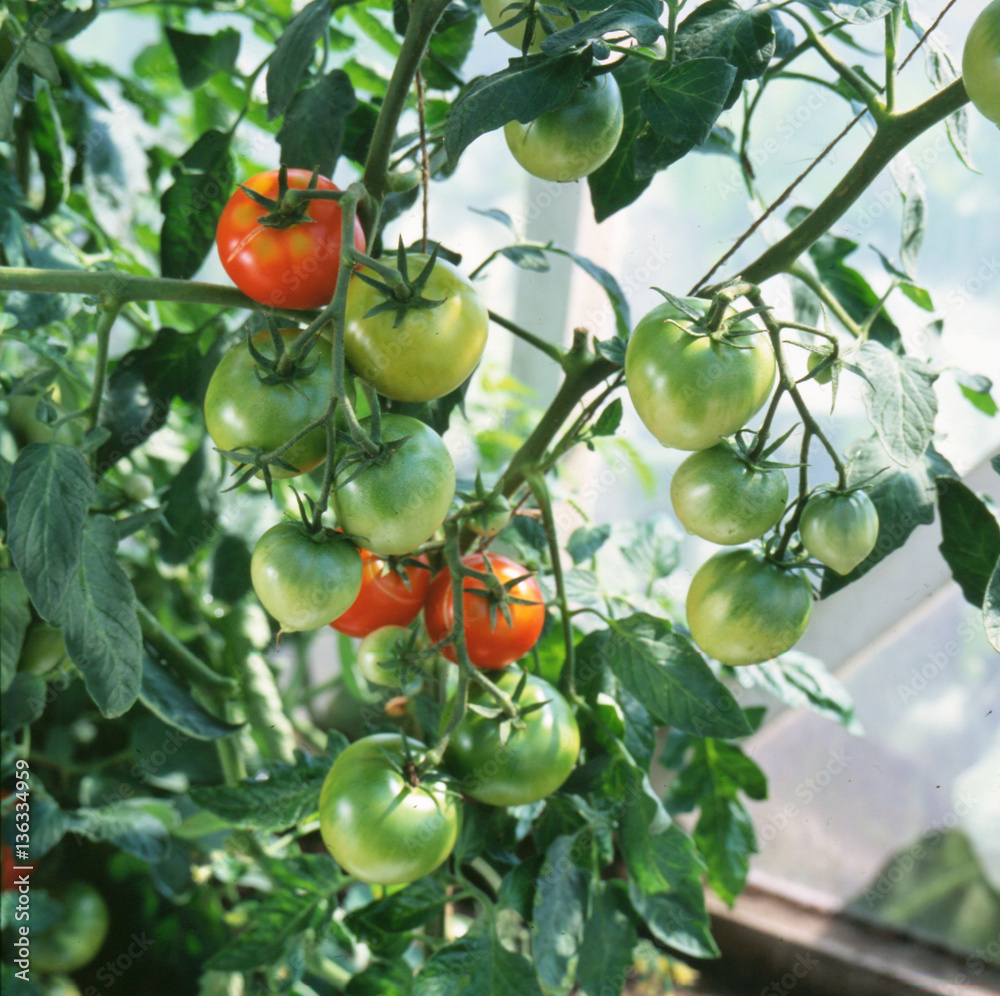 Red and green tomatoes ripening on the sun
