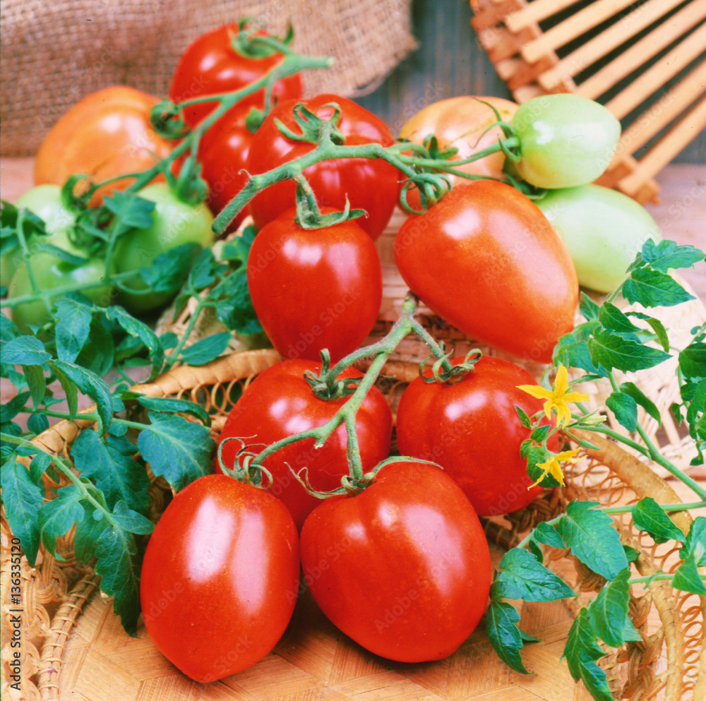 Long red tomatoes harvest