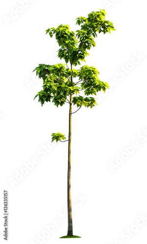 tree isolated on white background