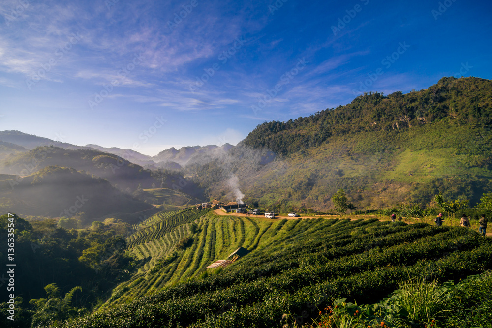 Landscape row of tea plantation on mountain in mountain