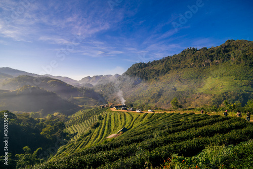 Landscape row of tea plantation on mountain in mountain © themorningglory