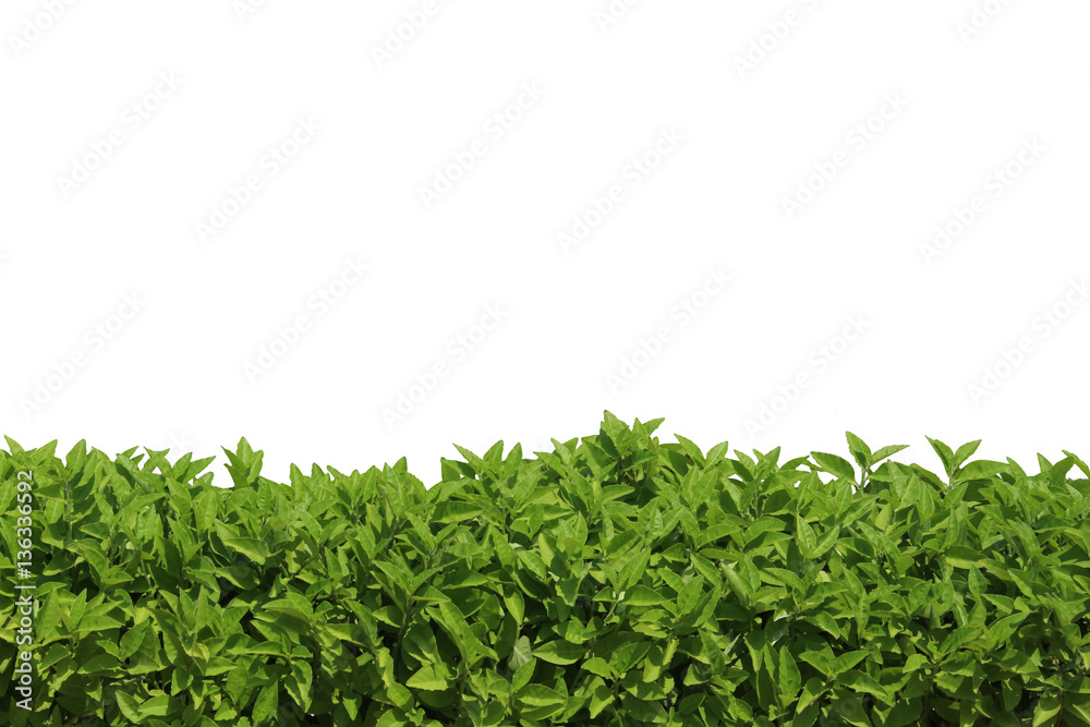 Obraz premium grass on isolated