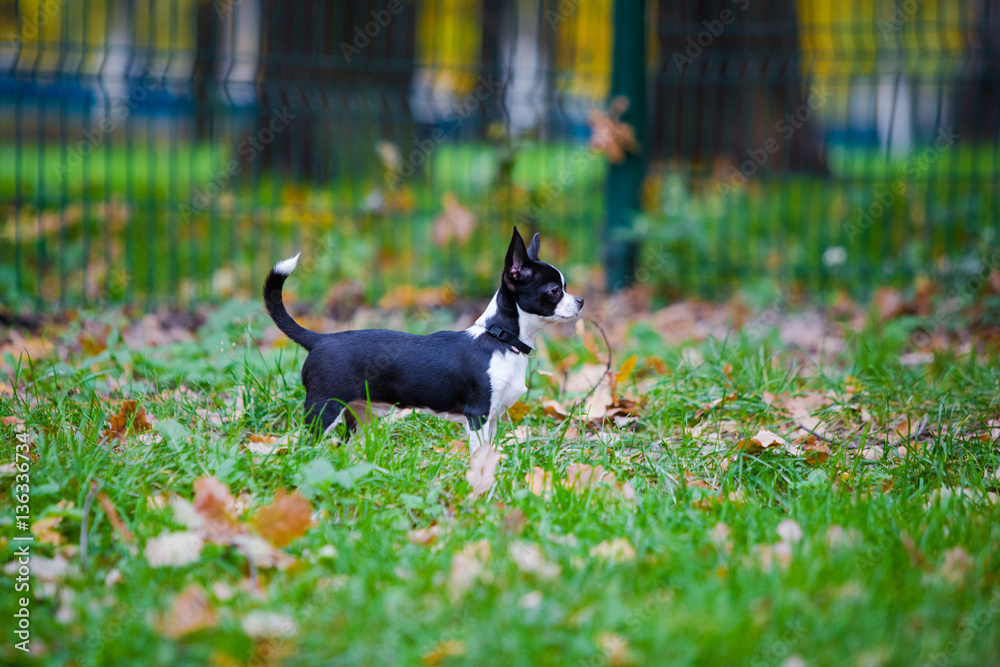 Cute chihuahua puppy walking outside. Small dog in the park Cute chihuahua puppy walking outside. Small dog in the park